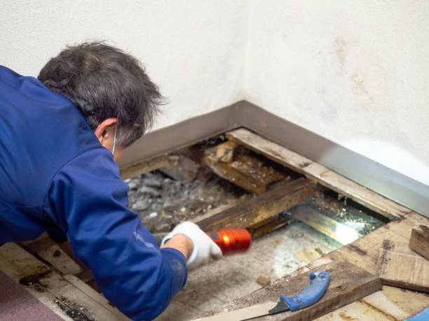 Best Mold Removal for HVAC Installations  in Orange Beach, AL